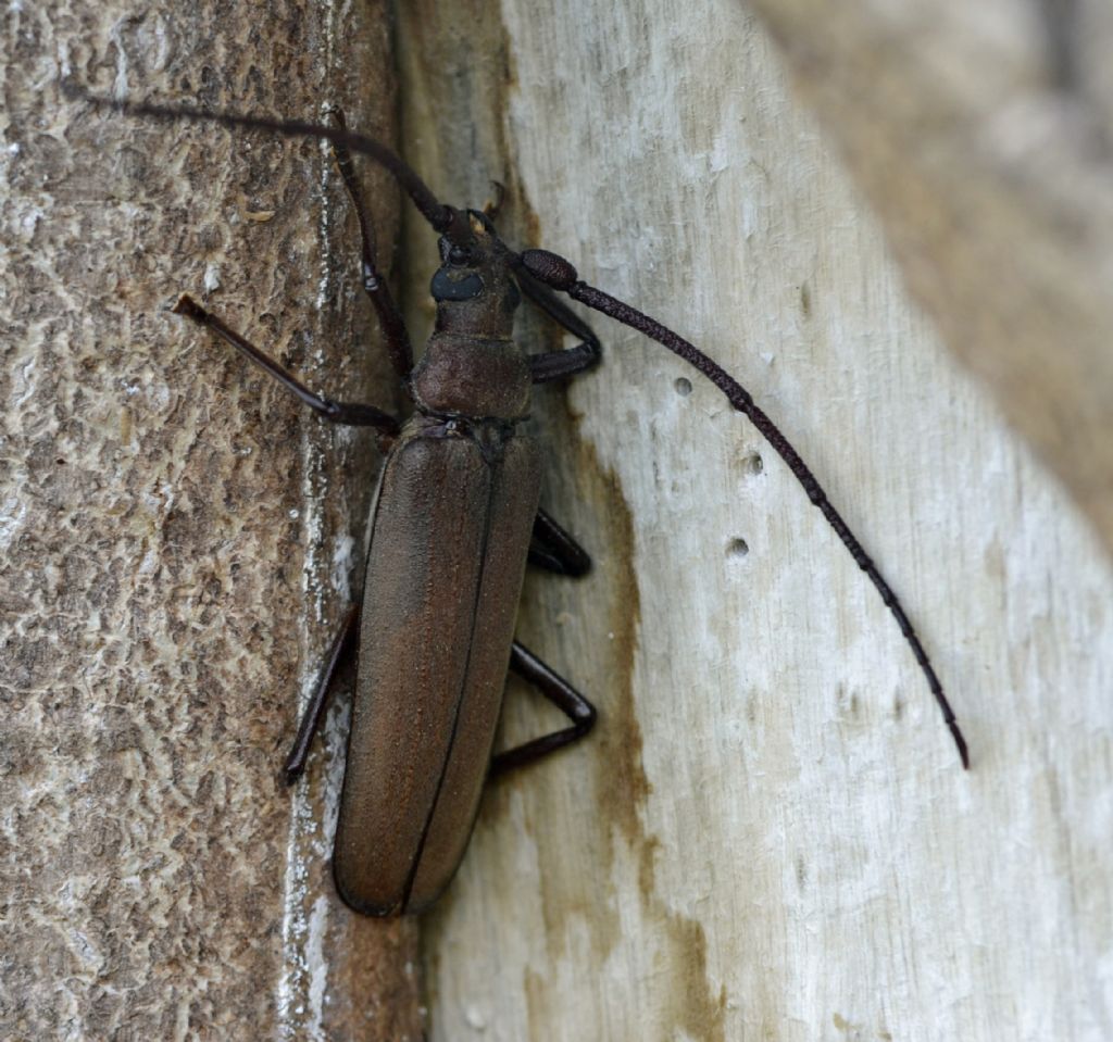 Aegosoma scabricorne